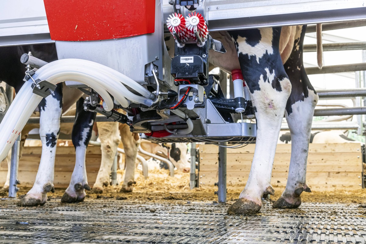 Melkroboter (Symbolbild): Eine Cyberattacke legte die Rechner eines Milchviehalters lahm.