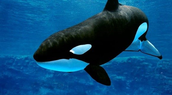 Orca in Wasser am schwimmen.
https://imgur.com/t/shark/M05mOpj