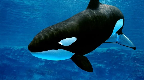 Orca swimming in water.  https://imgur.com/t/shark/M05mOpj