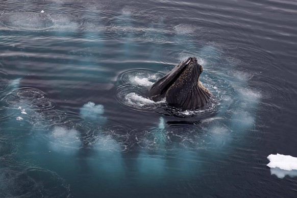 Buckelwale Megaptera novaeangliae beim Füttern mit Blasennetzen in der Wilhelmina Bay, Antarktis, Antarktika *** Humpback whales Megaptera novaeangliae at feed with bubble nets in the Wilhelmina bay,  ...