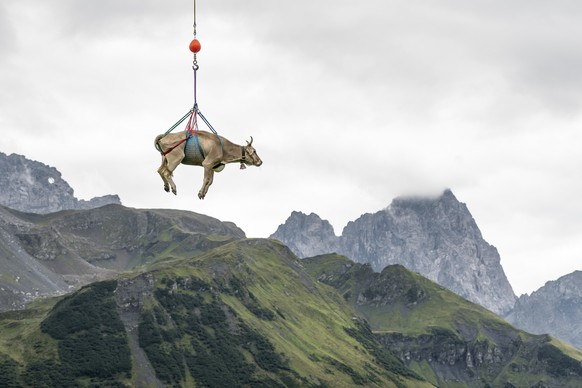 BILDPAKET -- ZUM JAHRESRUECKBLICK 2018 AUGUST, STELLEN WIR IHNEN HEUTE FOLGENDES BILDMATERIAL ZUR VERFUEGUNG -- Eine leicht verletzte Kuh wird wegen Untauglichkeit zum Alpabzug vom Klausenpass mit dem ...