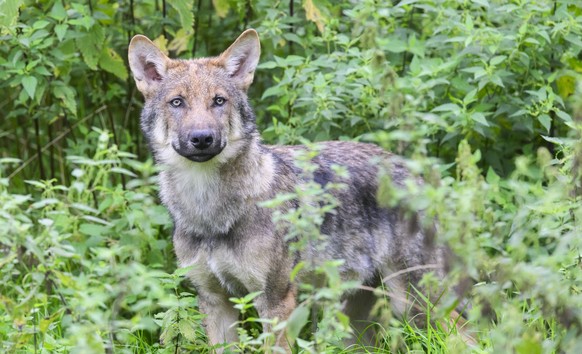ARCHIV - 29.08.2023, Niedersachsen, Springe: Ein junger Wolf steht im Gehege im Wisentgehege Springe. (zu dpa: