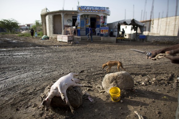 In this June 21, 2015 photo, butcher Nelson Remy prepares to slaughter a goat as another skinned carcass dries in the sun, along a main road in Canaan, Haiti. A butcher for 12 years, Remy now plies hi ...