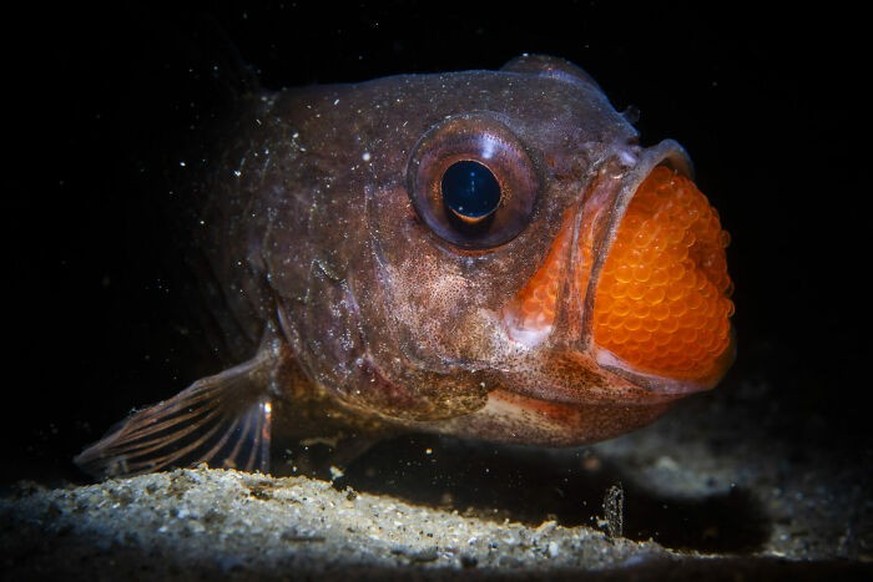 2025 Ocean Photographer Of The Year Awards