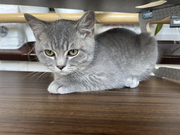 cute news animal tier katze cat

https://imgur.com/t/aww/Mi84Qdq