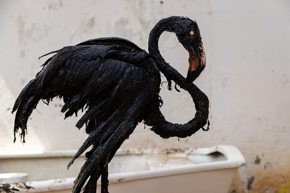 epaselect epa10246137 A flamingo covered in crude oil in Maracaibo, Venezuela, 14 October 2022 (issued 15 October 2022). The death of a flamingo found by environmentalists covered in oil in Lake Marac ...