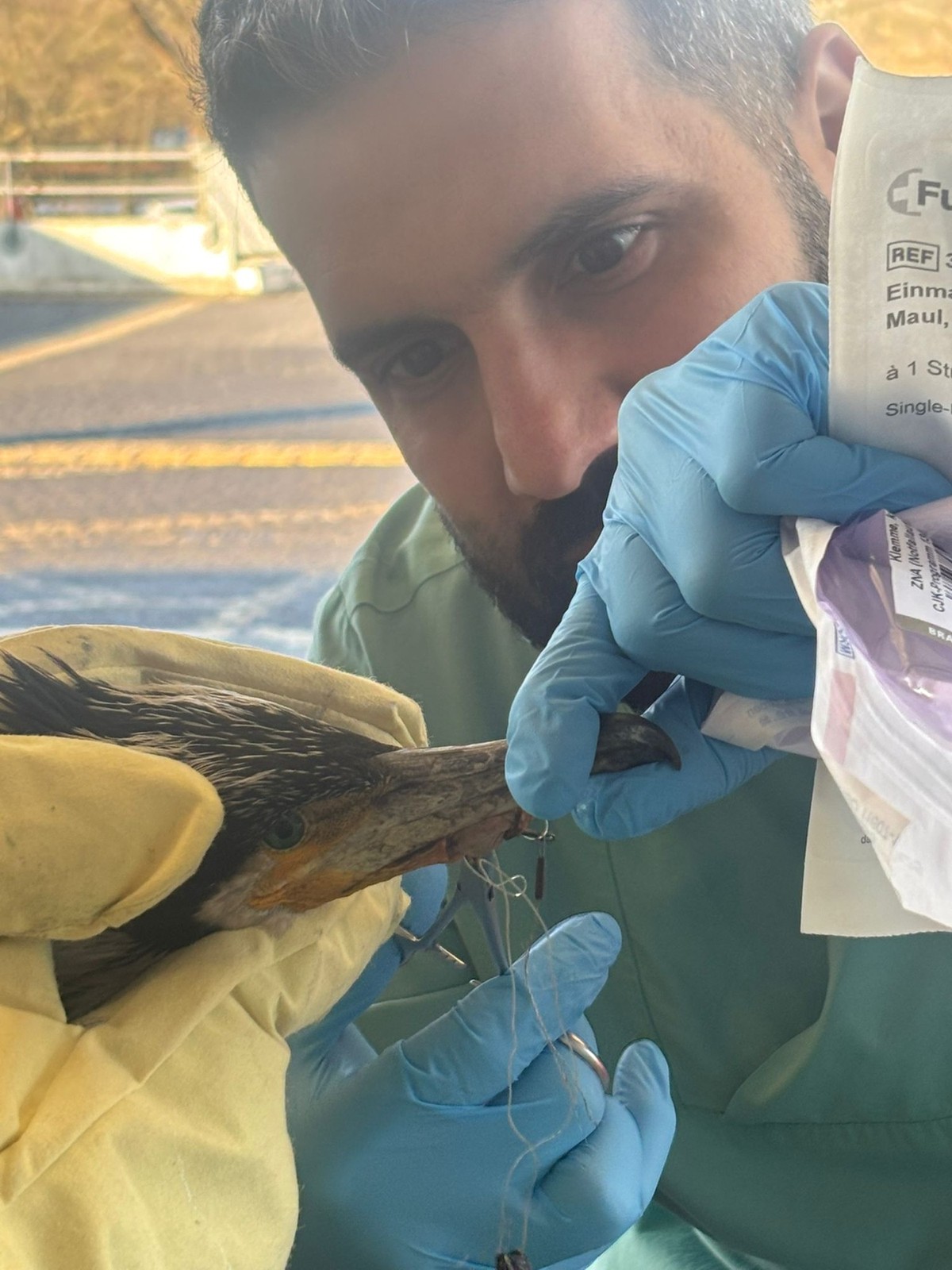 Kormoran Bremen Duetschland Vogel
