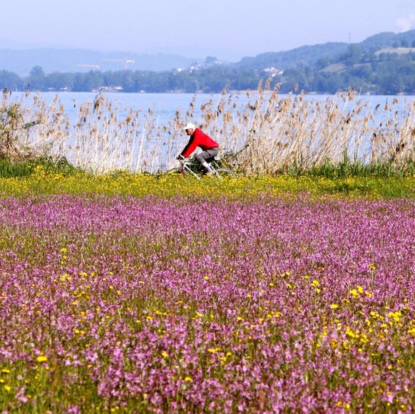 Sempachersee Ein Velofahrer faehrt am Pfingstmontag, 24 Mai 2010 am Sempachersee an einer Wiese mit Kuckucksnelken vorbei. (KEYSTONE/Sigi Tischler)A man on a bycicle passes a flowering meadow on a sunny day at the Sempach Lake, near Sempach, central Switzerland, Monday, May 24, 2010. (KEYSTONE/Sigi Tischler)