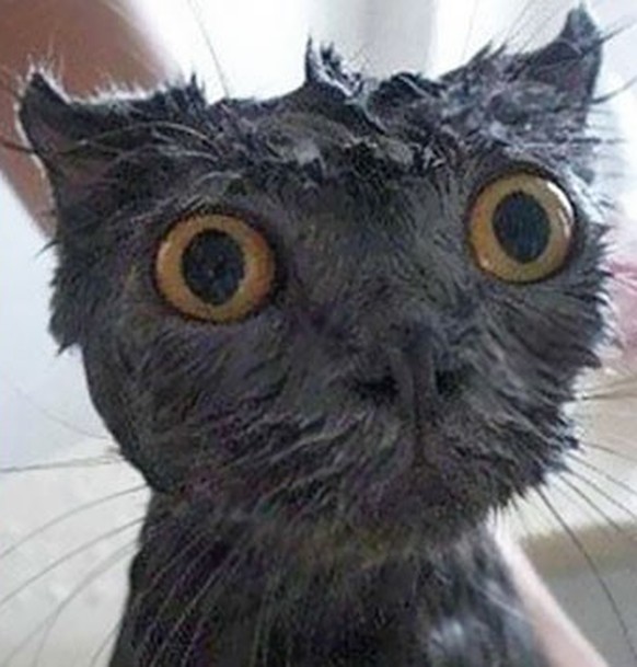 CUTE NEWS TIER NASSE KATZE

https://www.boredpanda.com/funny-wet-pets-before-after-bath-dogs-cats/?utm_source=google&amp;utm_medium=organic&amp;utm_campaign=organic