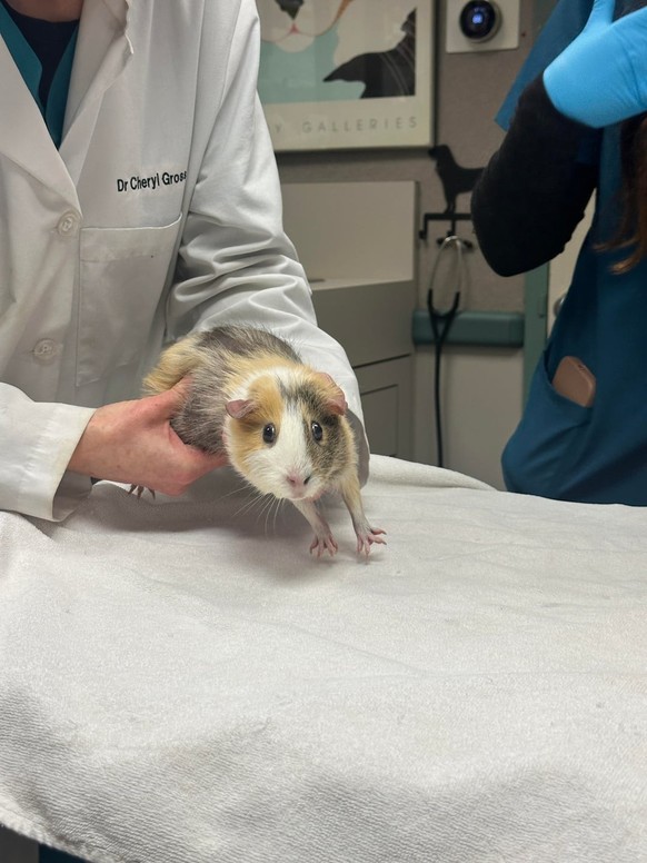 cute news tier meerschweinchen

https://www.reddit.com/r/AnimalsBeingFunny/comments/1qlq8mw/save_me_mother/