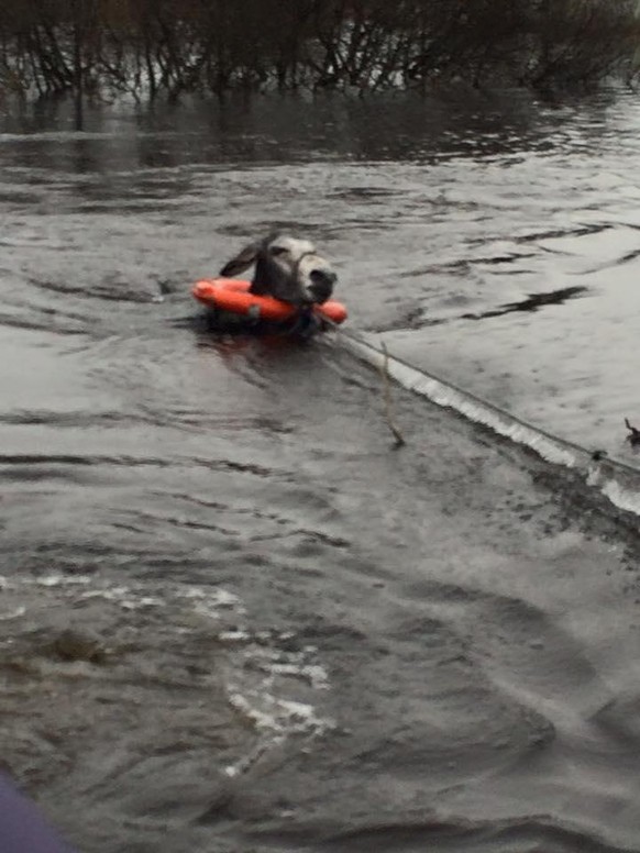 Tierrettung Hochwasser Flut