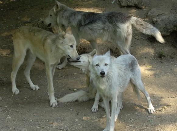 Ein Bild aus früheren Wolfsrudel-Zeiten: 2009 streunte ein Quartett durchs Basler Zoo-Gehege vor die Linse.