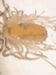 Animiertes GIF