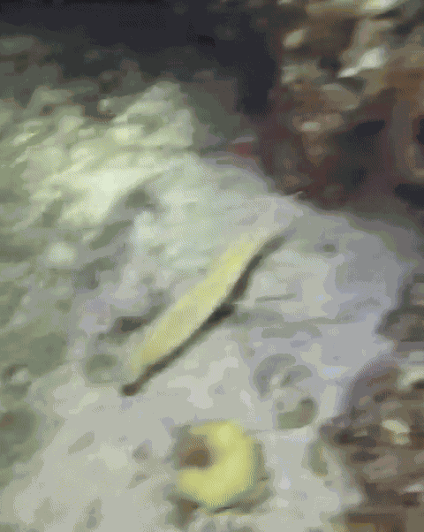 Animiertes GIF