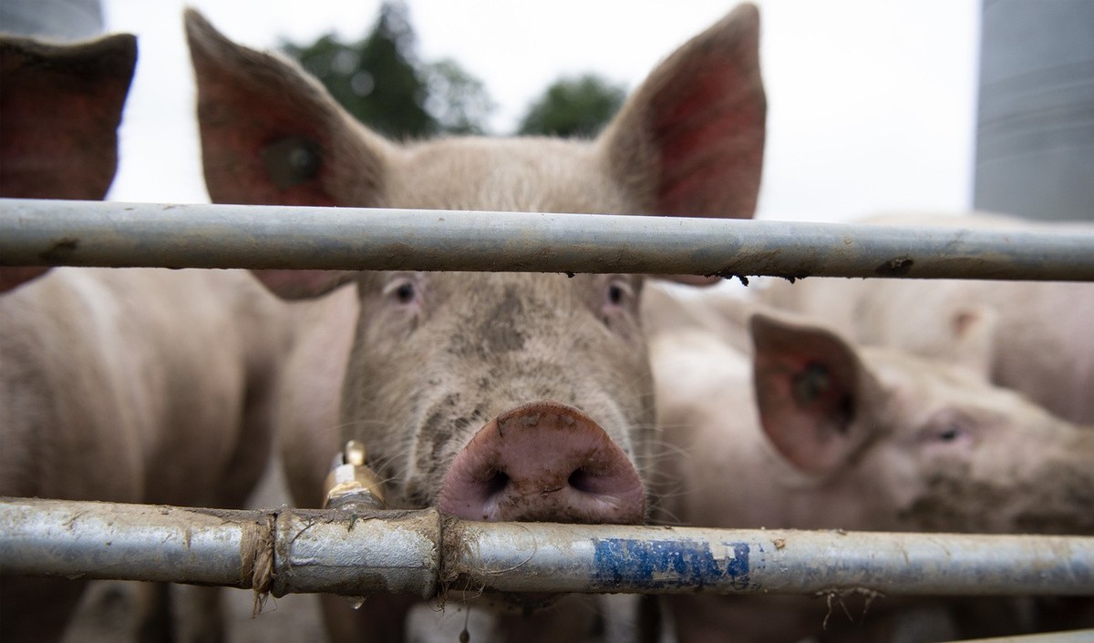 Schweine auf dem Gutsbetrieb Massnahmenzentrum Kalchrain, am Mittwoch, 13. Juni 2018 in Huettwilen. Ein in den vergangenen 20 Jahren fast in Vergessenheit geratenes, absolut naturnahes Haltungssystem  ...