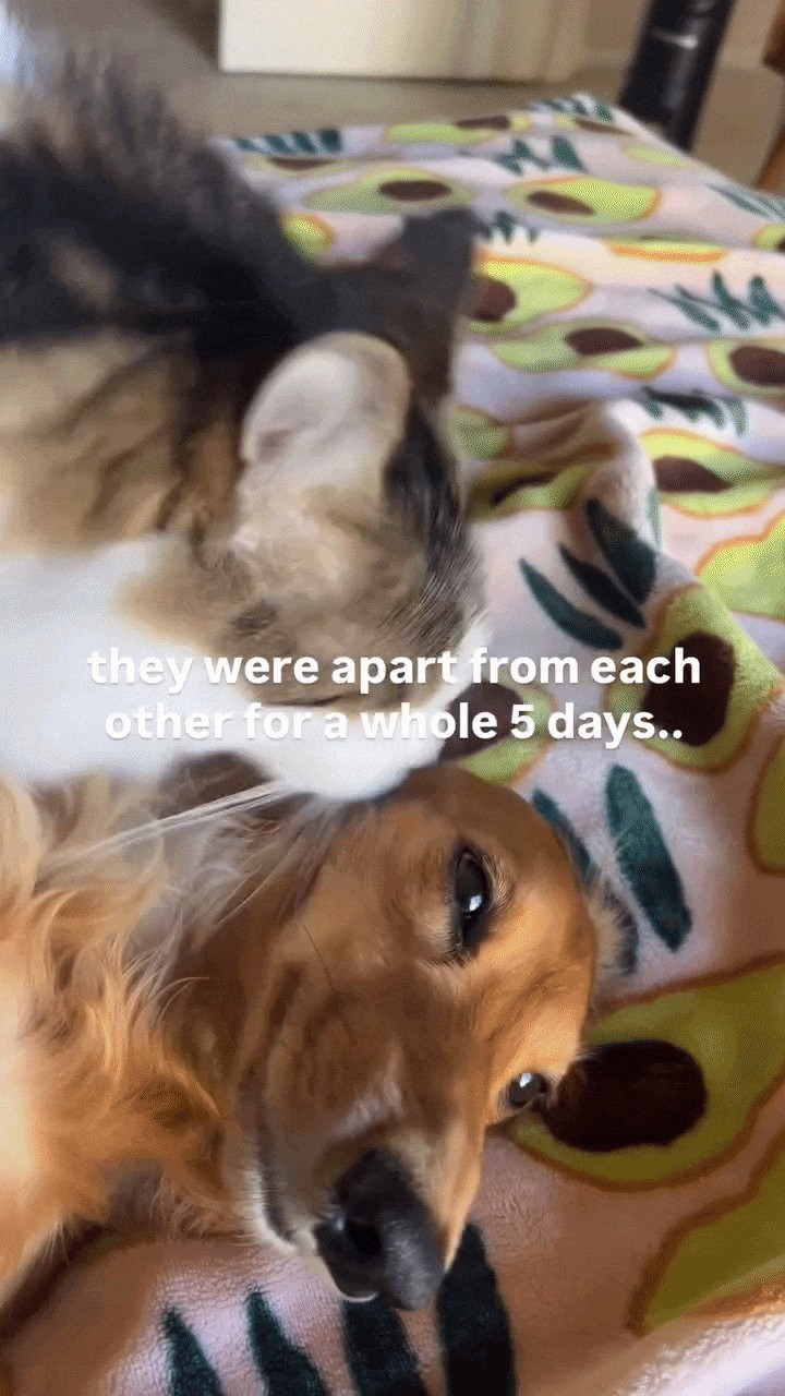 Animiertes GIF