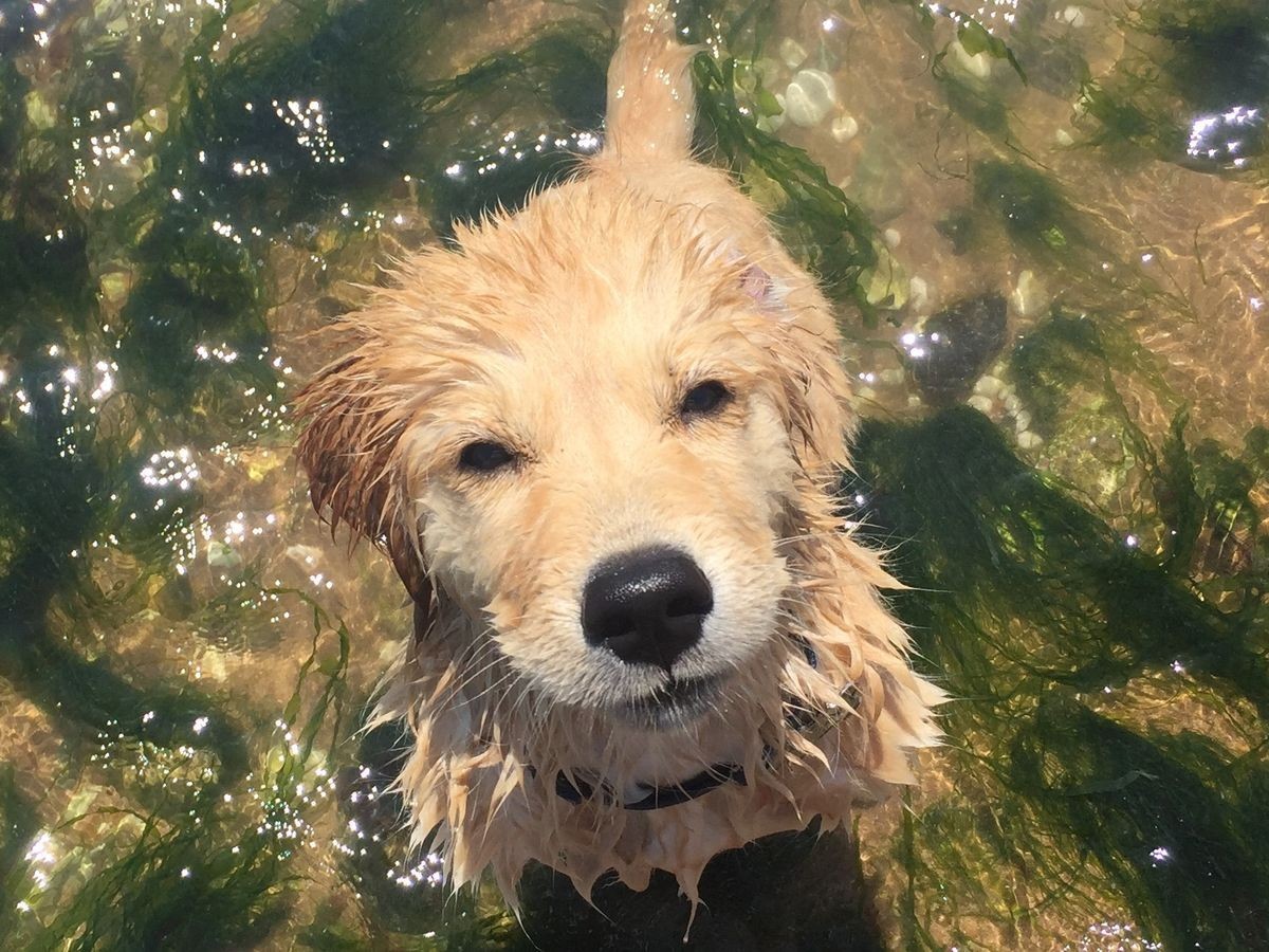 cute news tier hund

https://ch.pinterest.com/pin/1121888957218533401/