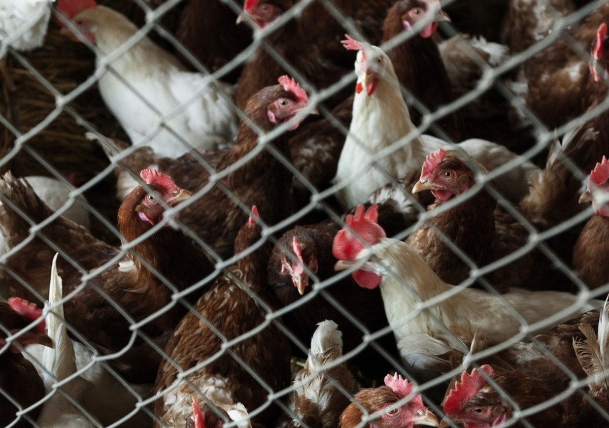 Des poules dans leur maison, photographiées dans une ferme du canton de Zurich, en Suisse, le 29 janvier 2010. (KEYSTONE/Luis Berg) Des poules dans le poulailler, photographiées le 29 janvier 2010 dan ...