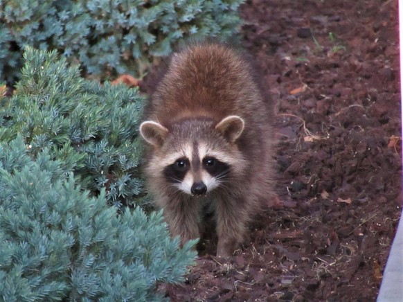 cute news animal tier waschbär

https://imgur.com/gallery/HhOSClo