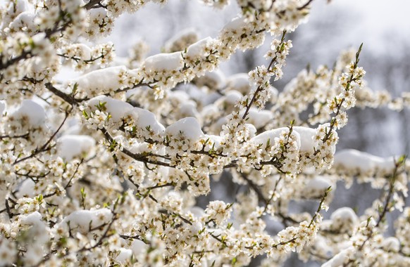 Eine Kaltfront verzaubert die Landschaft in weiten Teilen der Schweiz und setzt auch den Obstbaublueten zu, wie hier in Sattel im Kanton Schwyz, in der Nacht auf Mittwoch, 7. April 2021 in eine Schnee ...