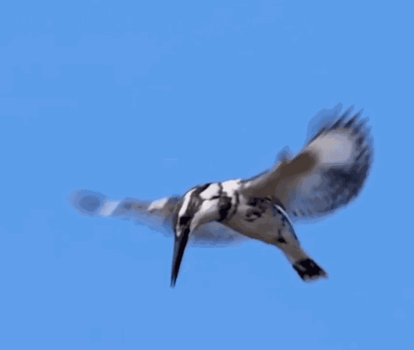 Animiertes GIF