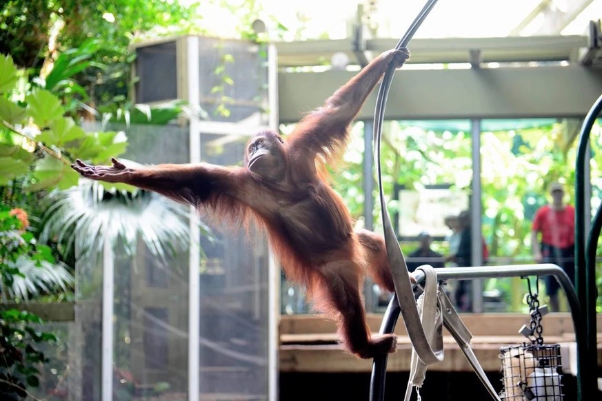 ccidentalRenaissance
From a recent trip to the zoo

https://www.reddit.com/media?url=https%3A%2F%2Fpreview.redd.it%2Ffrom-a-recent-trip-to-the-zoo-v0-mm35rguim7pg1.jpeg%3Fwidth%3D1080%26crop%3Dsmart%2 ...
