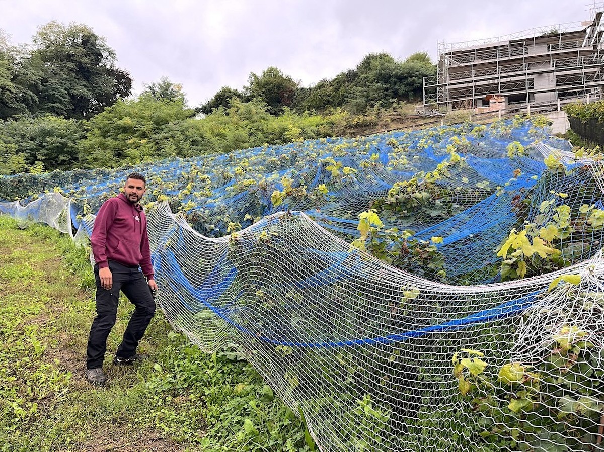 A l'occasion de la Fête des vendanges, watson est allé à la rencontre de Fabrice Simonet, vigneron dans le Vully fribourgeois.