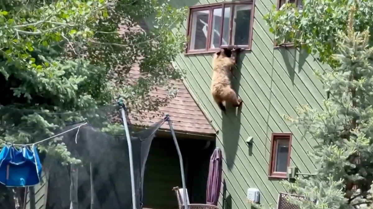 Dieser Bär hat gelernt, in Häuser einzubrechen