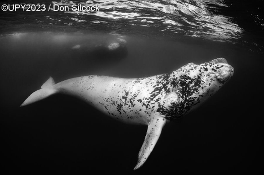 Underwater Photographer of the Year - Southern Right Whale