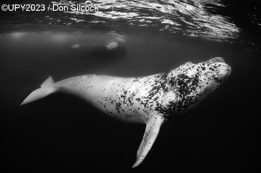 Under Water Photographer of the Year – Südkaper