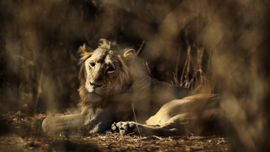 Löwe aus dem Gir-Nationalpark.