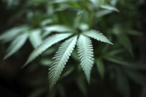 FILE - An indoor cannabis farm in Gardena, Calif., is seen, Aug. 15, 2019. Marijuana advocates are gearing up for Saturday, April 20, 2024. Known as 4/20, marijuana&#039;s high holiday is marked by la ...