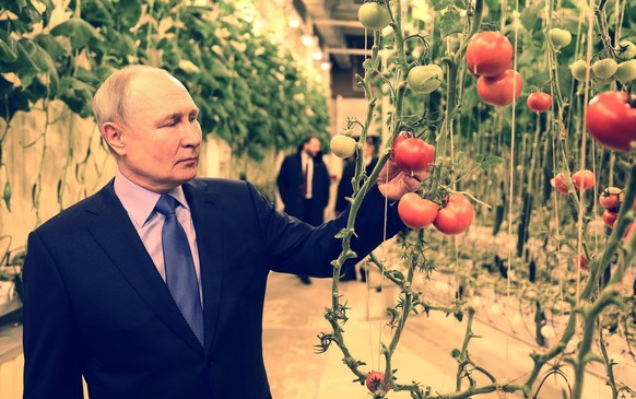 Russian President Vladimir Putin inspects growing tomatoes during his visit to the year-round greenhouse farm "Makatrov Peasant Farm" in Anadyr, Chukotka region, in the Russian Far East, Wed ...