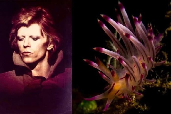David Boewi vs Nackschneckee