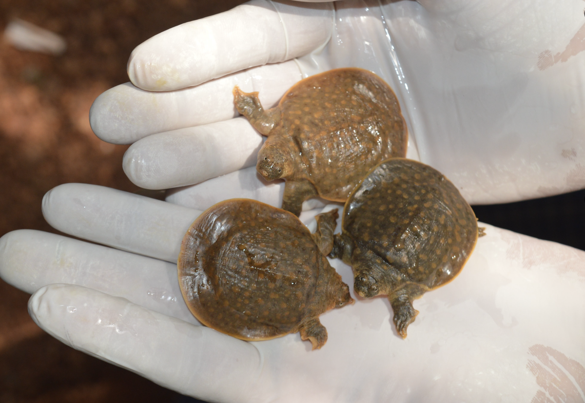 The Cantor’s Giant Softshell Turtle is one of the world's largest and rarest #turtles. In her EDGE project, Ayushi Jain &amp; her team worked with local communities to fill knowledge gaps for the ...