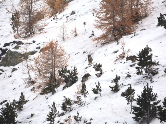 HANDOUT - Drei Woelfe des im Augstbordgebiet im Oberwallis ansaessigen Rudel, aufgenommen am 8. November 2016 durch eine Fotofalle der Gruppe Wolf Schweiz. In einem abgelegenen Teil des Augstbordgebie ...