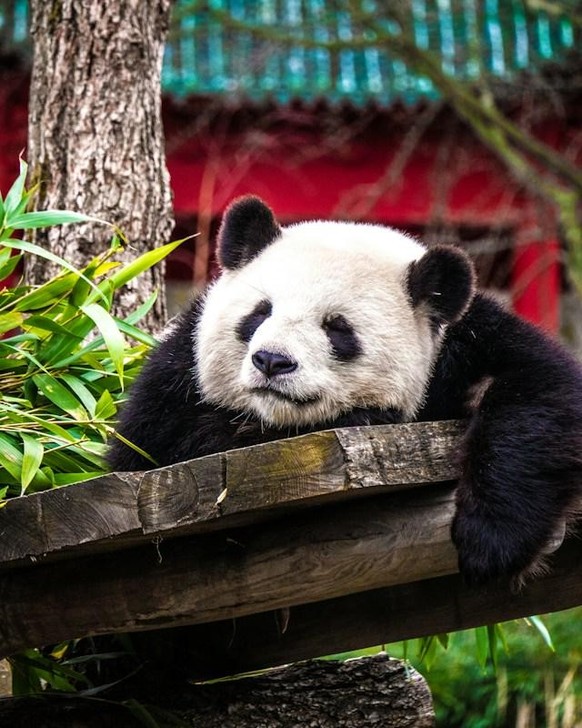 cute news animal panda https://www.reddit.com/r/AnimalsBeingSleepy/comments/1akdrjb/behold_the_tranquility_of_a_sleeping_panda/