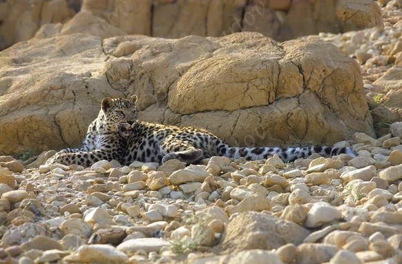 cute news tier arabischer leopard

https://www.reddit.com/r/NatureIsFuckingLit/comments/193253e/the_very_rare_israeli_leopard/