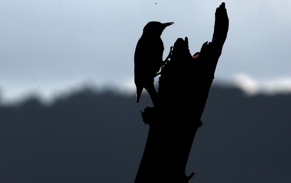 epa10490356 A bird of the species Melanerpes rubricapillus, at the La Florida farm, in Cali, Colombia, 17 February 2023 (Issued 25 February 2023). For the Camacho Márquez family, the fluttering of the ...