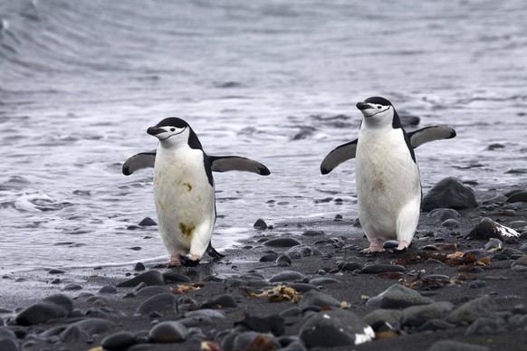 Zwei Zügelpinguine Pygoscelis antarcticus beim Strandspaziergang, Barrientos Insel, Südliche Shetlandinseln, Antarktis, Antarktika *** Two Reciprocating Penguins Pygoscelis antarcticus at A walk on th ...