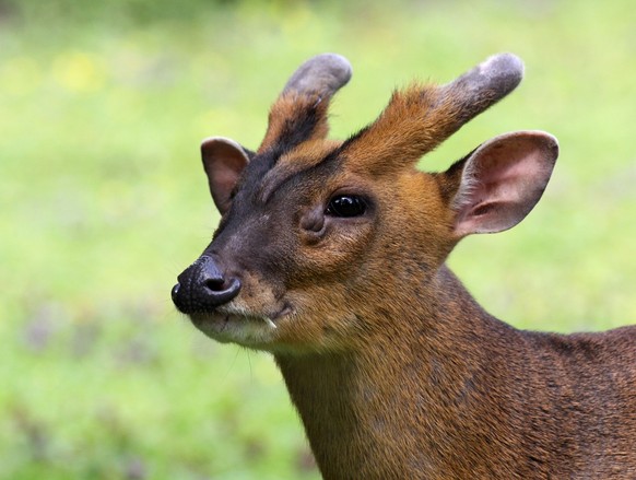 Close-up of a Chinese muntjac deer muntjac