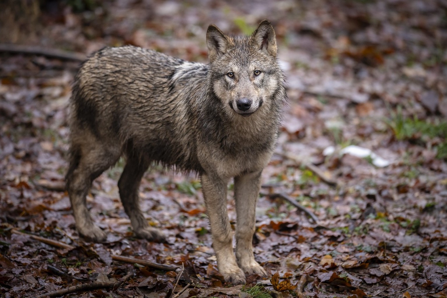 Ein Wolf im Wildnispark Langenberg, aufgenommen am Freitag, 8. Dezember 2023 in Langnau am Albis.Die Woelfe im Wildnispark Zuerich Langenberg stammen urspruenglich von Wildfaengen in den Karpaten ab u ...