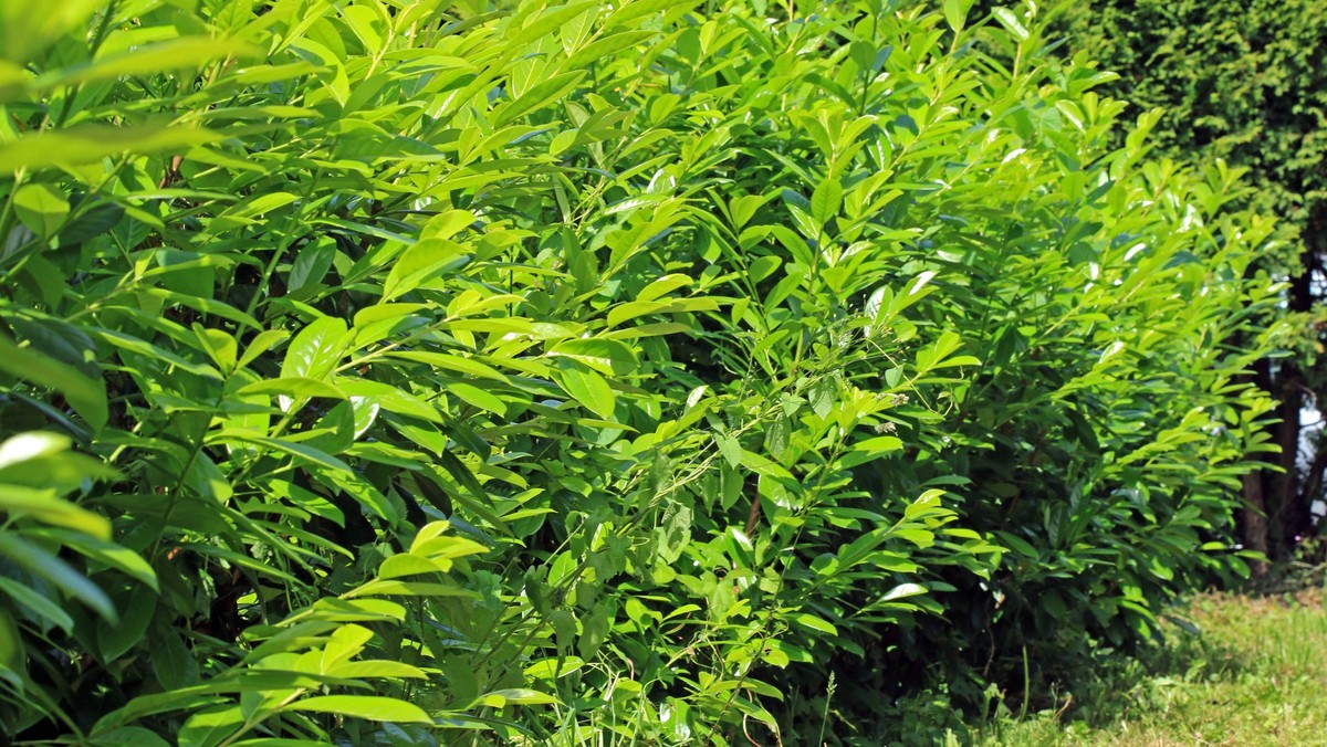Neophyten und ungeeignete Gartenpflanzen Der beliebte, aber für die heimische Natur eher nutzlose Kirschlorbeer ist in noch vielen Gärten zu finden, aber in Essener Kleingartenanlagen ist die Pflanzun ...