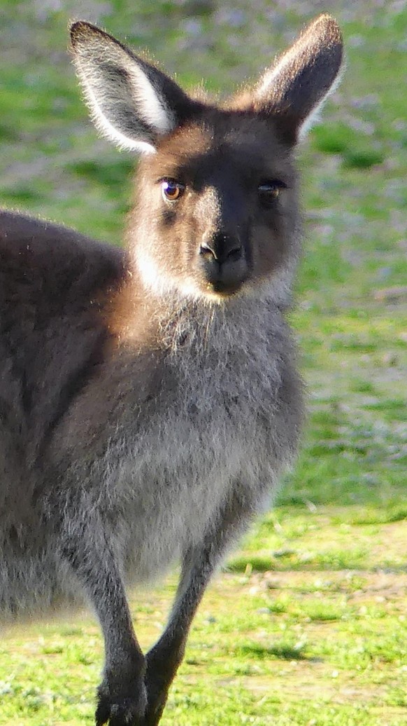 cute news animal tier kangaroo

https://imgur.com/t/aww/JzFojFk
