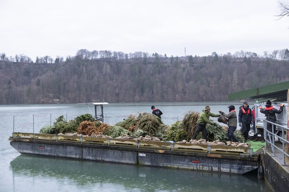Mühleberg, 21. Februar 2026 - der Fischereiverein Wohlensee versenkt 100 Christbäume im Wohlensee. Das dient den Fischen für wertvolles Laichsubstrat und dient als Unterstand, Foto ©Marco Zanoni/LUNAX