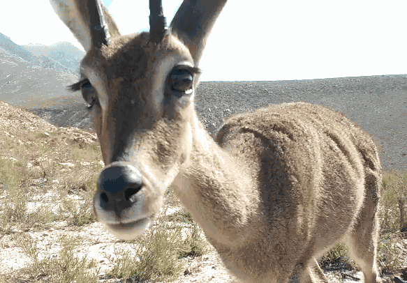 Animiertes GIF