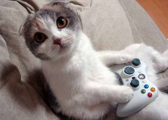 Gamer-Katze
https://imgur.com/gallery/bZYl8gv