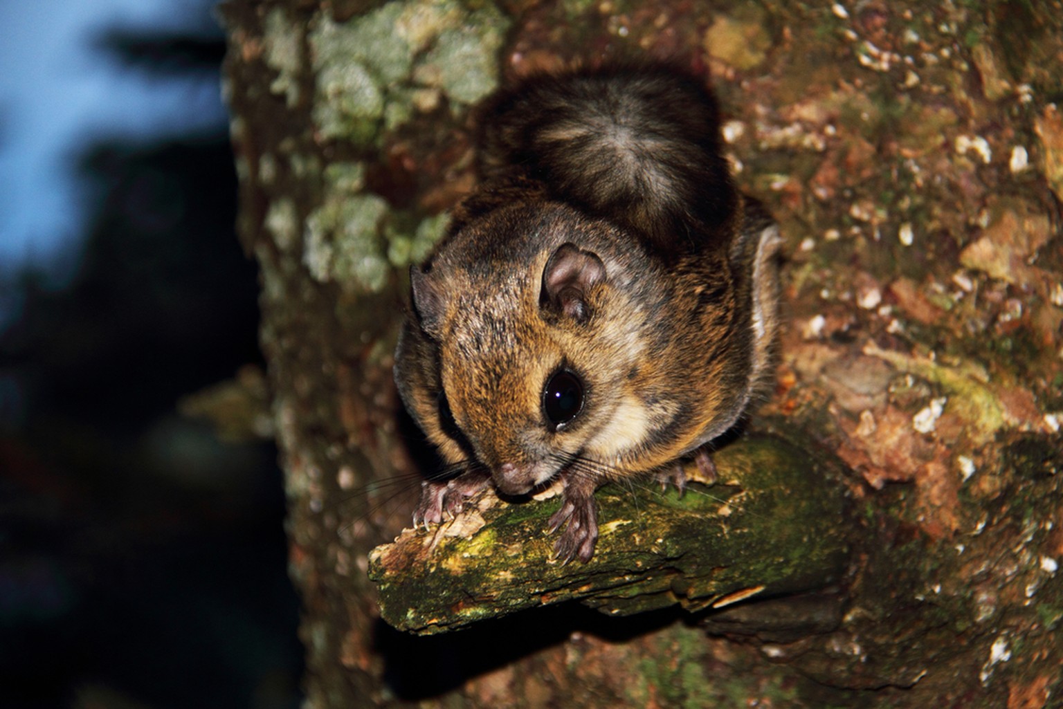 Gleithörnchen