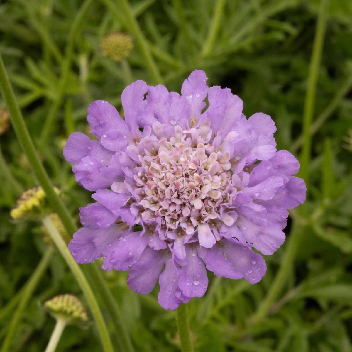 Taubenskabiose (Scabisosa columbaria)