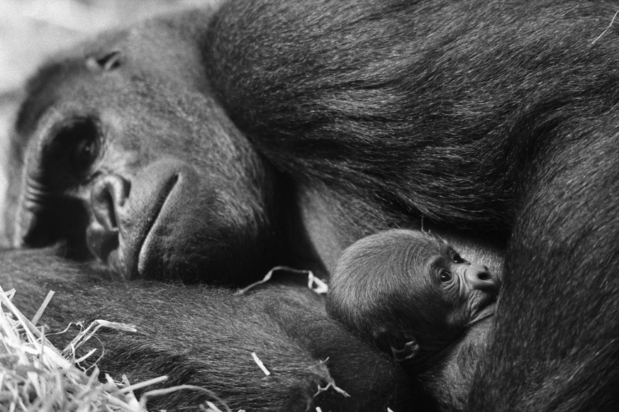 ARCHIVBILD ZUM TOD DES GORILLA-WEIBCHENS MAMITU IM ZOO ZUERICH, AM DONNERSTAG, 07. FEBRUAR 2019 ---- Die Gorilladame Mamitu mit ihrem Sohn Vimoto, aufgenommen im Zoo Zuerich am 16. Maerz 1995. (KEYSTO ...